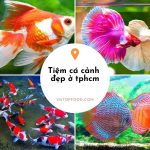 Tiệm cá cảnh mới đây: Sang tay những loại cá đẹp nức danh nhất ở Tphcm