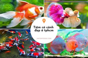 Tiệm cá cảnh mới đây: Sang tay những loại cá đẹp nức danh nhất ở Tphcm